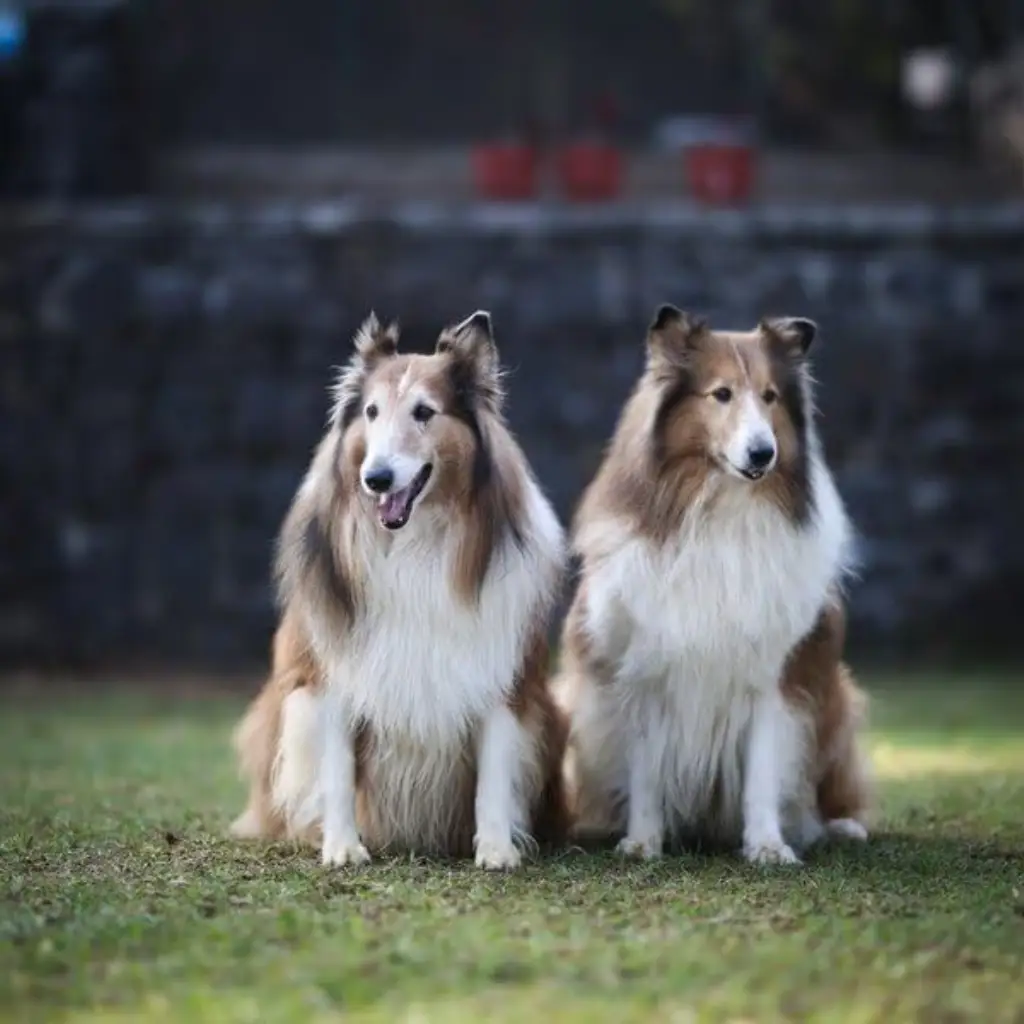 India's First Petting Zoo Resort