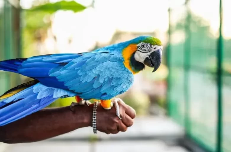 Manas Resort Petting Zoo 1