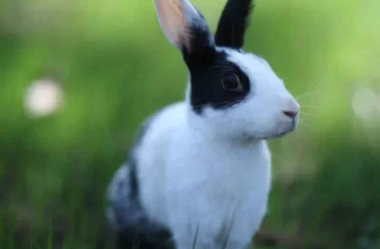 Manas Resort Petting Zoo 10