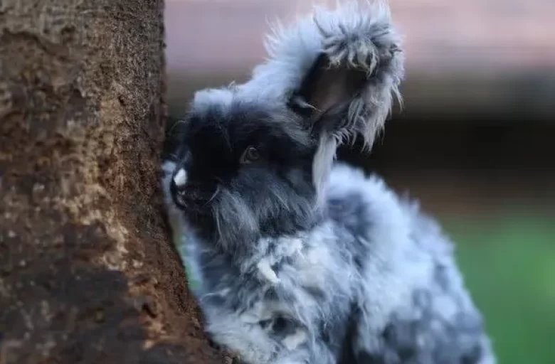 Manas Resort Petting Zoo 11