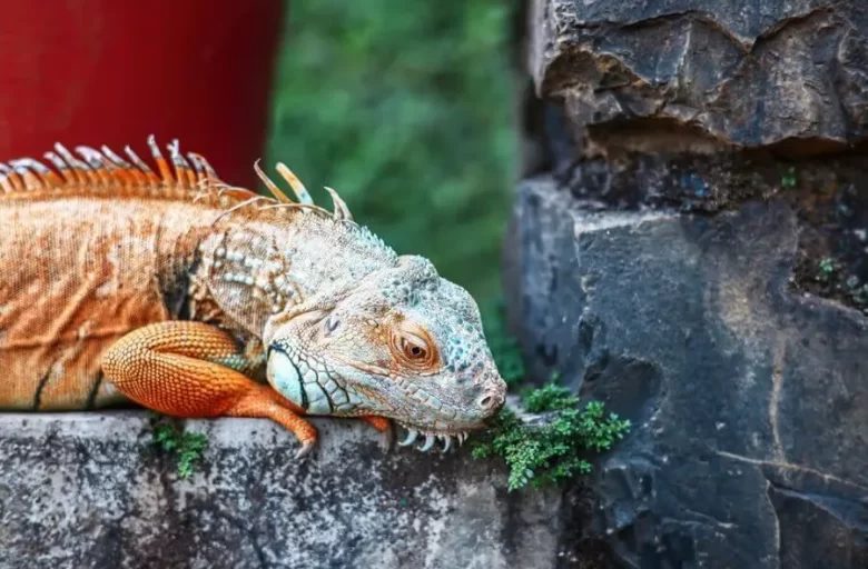 Manas Resort Petting Zoo 13