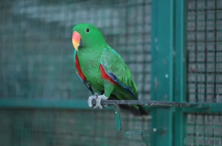 Manas Resort Petting Zoo 14