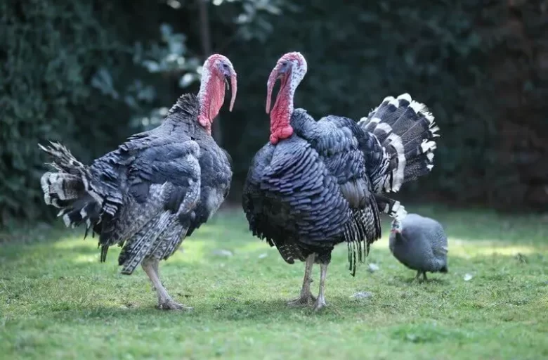 Manas Resort Petting Zoo 17