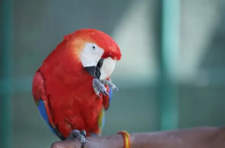 Manas Resort Petting Zoo 20