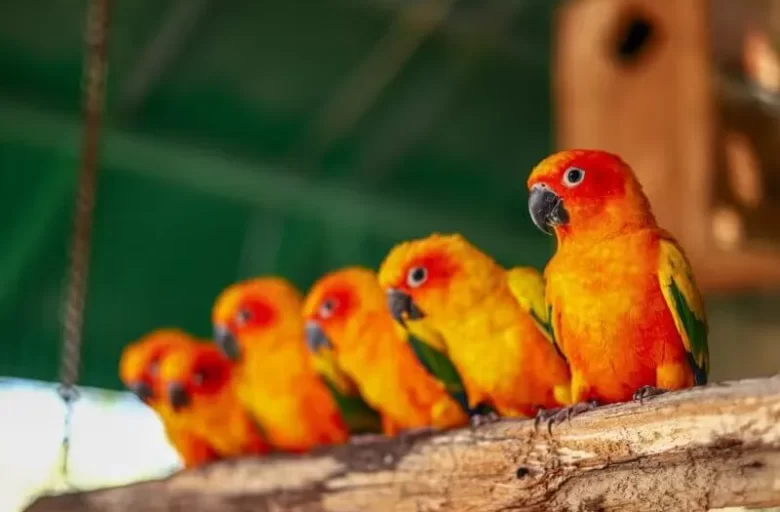 Manas Resort Petting Zoo 3
