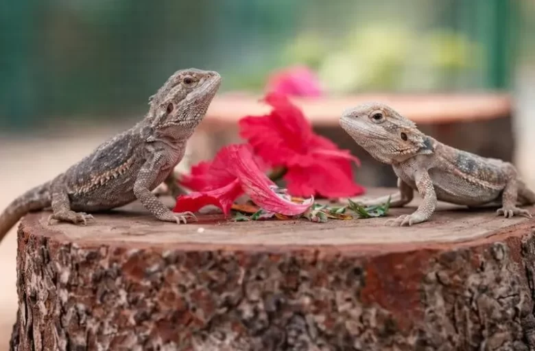 Manas Resort Petting Zoo 4